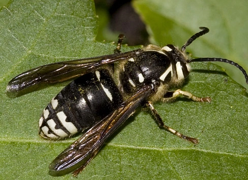 wasp nest removal