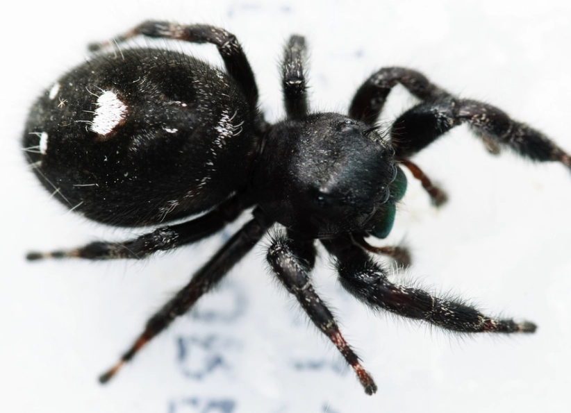 jumping spider identification