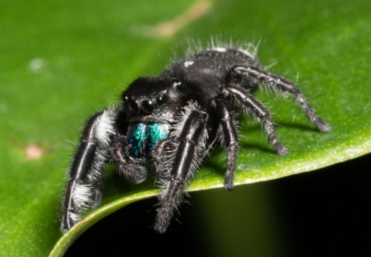 jumping black spider