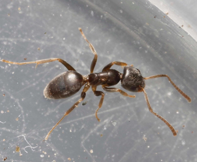 edible ants