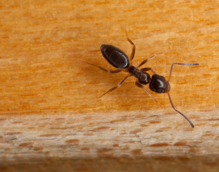 Coconut Ants: A Complete Guide to Taste, Nutrition, and Where to Try Them