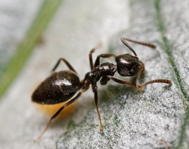 edible ants
